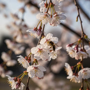 5ft Dwarf White Weeping Cherry Blossom Tree | Prunus 'Snow Showers' | 9L Pot | 2 Years Old